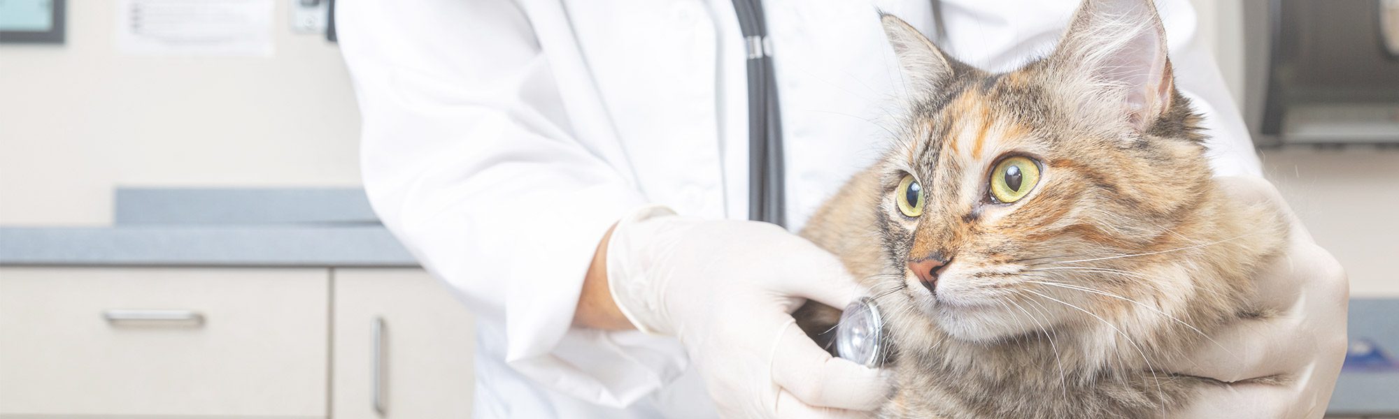 Veterinarian Clinic Union City Emergency Vet And Pet Clinic, 45% OFF